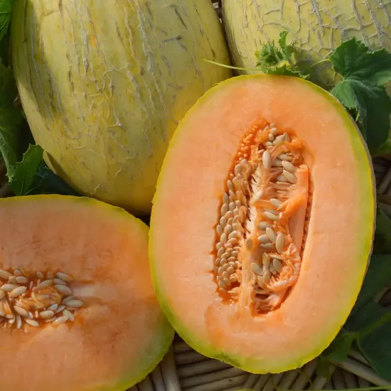 Melone 'Emir' F1 (stāds podiņā)